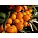 Hippophae