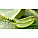 Aloe