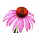 Echinacea