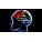 Nervous system